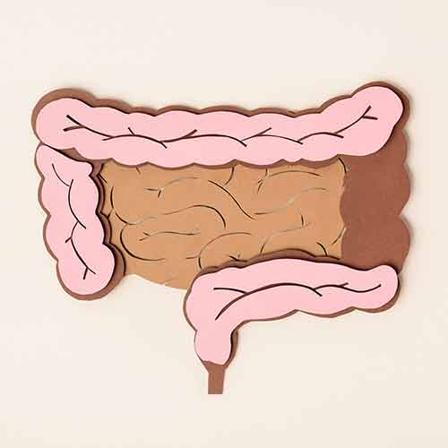 article-septembre-image-actifs-intestinale