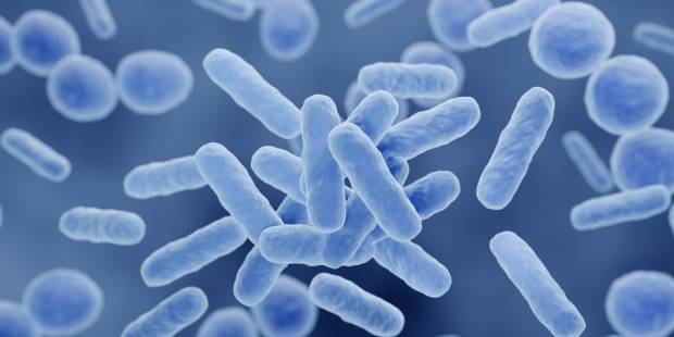 Probiotics, Various probiotic bacteria such as: Lactobacillus, Bifidobacteria, Enterococcus, Streptococcus thermophilus, Firmicutes…