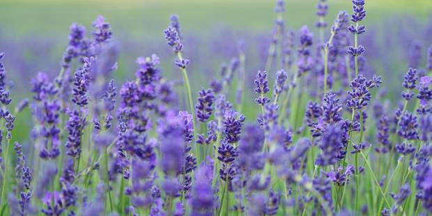 soothing-solutions