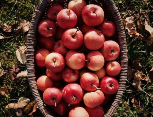 Découvrez le Secret Bien-Être pour débuter 2024 :  Le Vinaigre de Cidre avec sa Mère